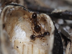 Pheidole bicarinata