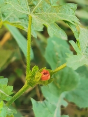 Modiola caroliniana