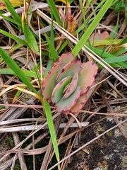 Kalanchoe laxiflora