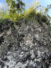 Selenicereus triangularis