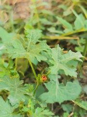 Modiola caroliniana