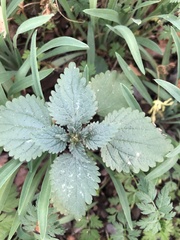 Urtica chamaedryoides