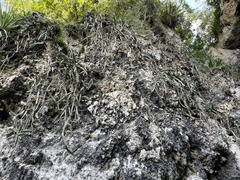 Selenicereus triangularis
