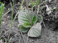 Calceolaria filicaulis