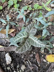 Stigmaphyllon emarginatum