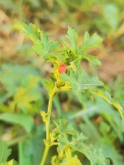 Modiola caroliniana