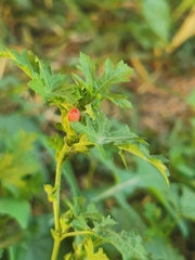 Modiola caroliniana
