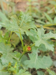 Modiola caroliniana