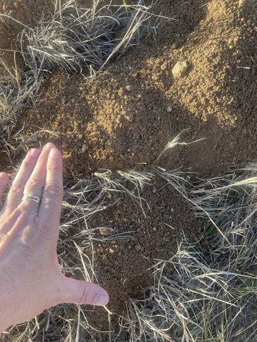 Central Texas Pocket Gopher