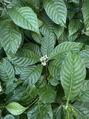Psychotria nervosa