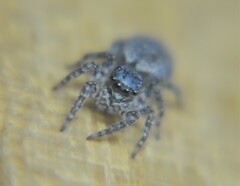 Mexigonus