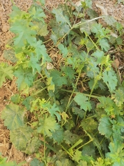 Modiola caroliniana