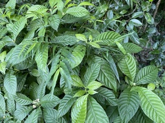 Psychotria nervosa