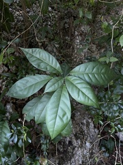 Capparidastrum frondosum