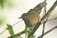 Trochalopteron squamatum