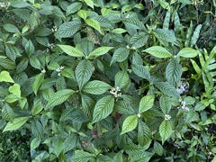 Psychotria nervosa