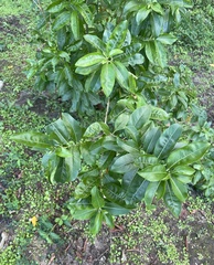 Cestrum diurnum