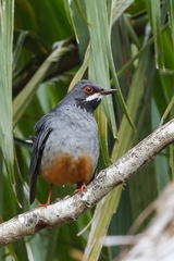 Turdus plumbeus