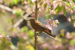 Trochalopteron squamatum