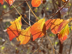 Bridelia montana