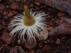 Eucalyptus paniculata