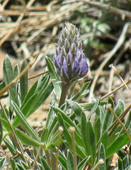 Lupinus wyethii