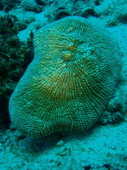 Ctenactis