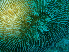 Ctenactis