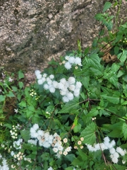 Ageratina glechonophylla