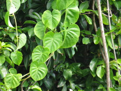 Ipomoea violacea
