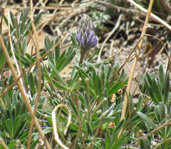 Lupinus wyethii