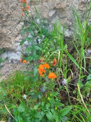 Alonsoa meridionalis