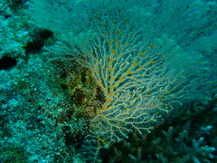 Melithaea ochracea