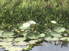 Nymphaea lotus