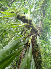 Elaphoglossum raywaense