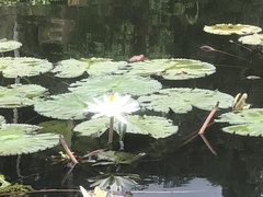 Nymphaea lotus