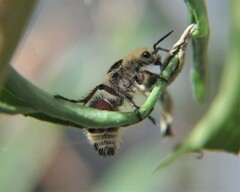 Dasymutilla sicheliana
