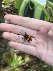 Cactophagus duplocinctus