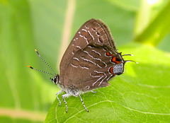 Satyrium liparops