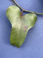 Smilax auriculata