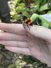 Cactophagus duplocinctus