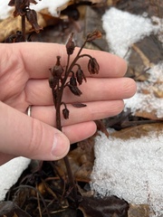 Monotropa hypopitys