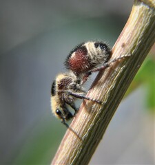 Dasymutilla sicheliana