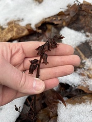 Monotropa hypopitys