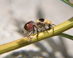 Dasymutilla sicheliana
