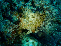 Palythoa tuberculosa