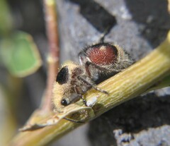 Dasymutilla sicheliana