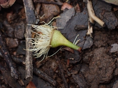 Eucalyptus paniculata