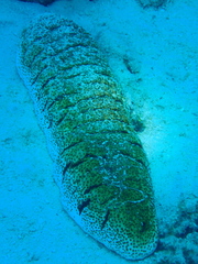 Holothuria fuscopunctata