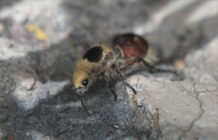 Dasymutilla sicheliana